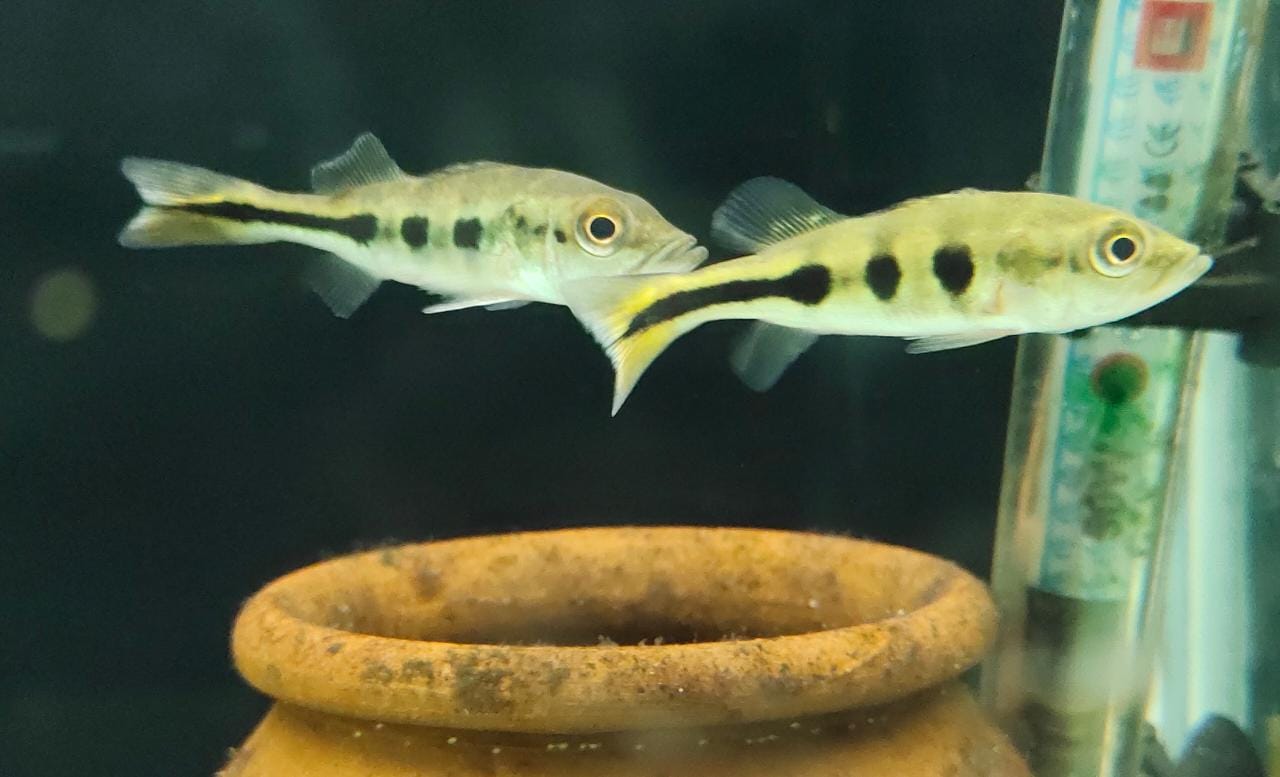 Peacock bass