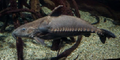 niger catfish