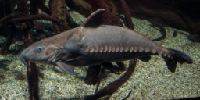 niger catfish
