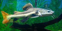 platinum redtail catfish