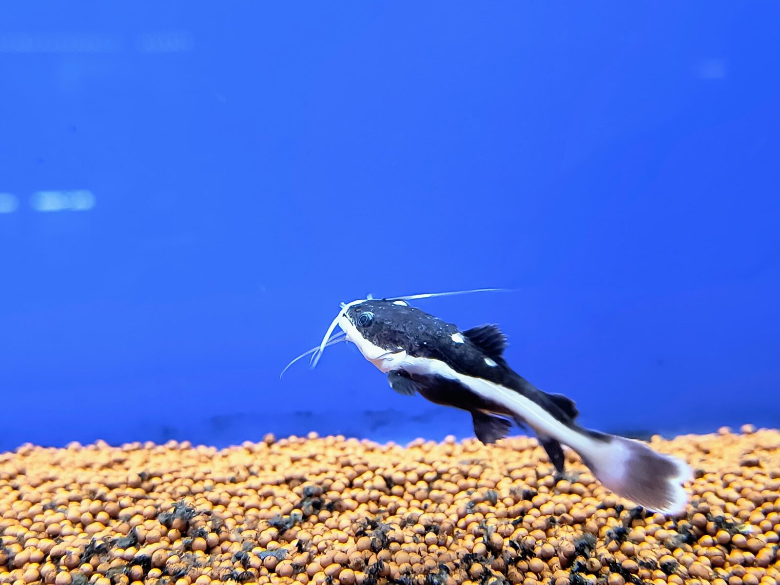 Red tail catfish