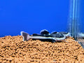 Red tail catfish