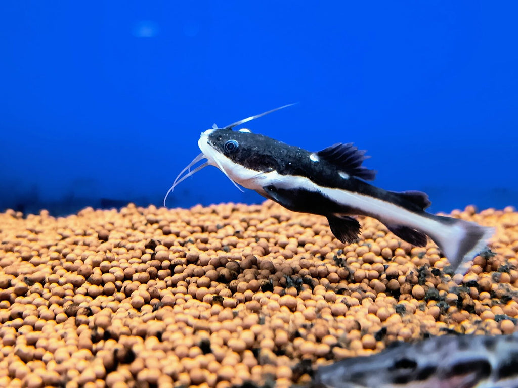 Red tail catfish