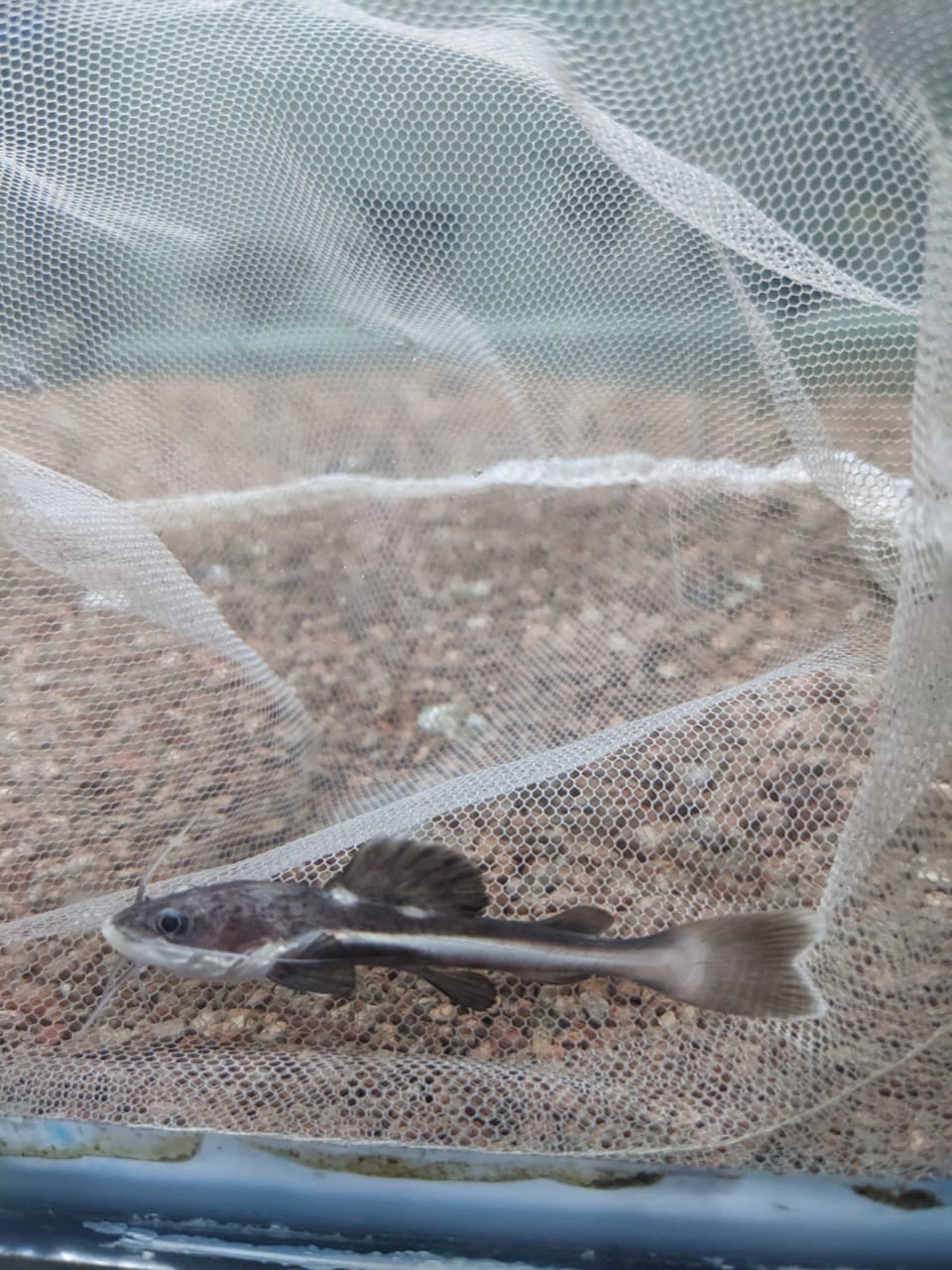 Redtail Catfish