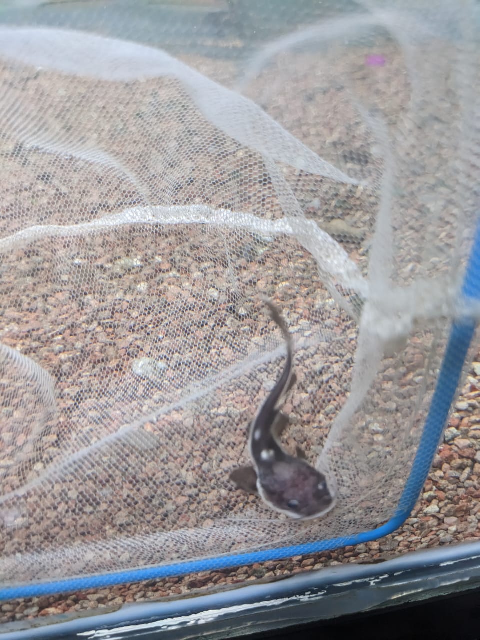 Redtail Catfish
