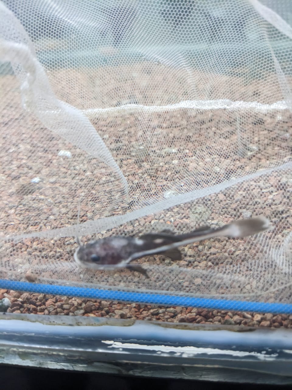 Redtail Catfish