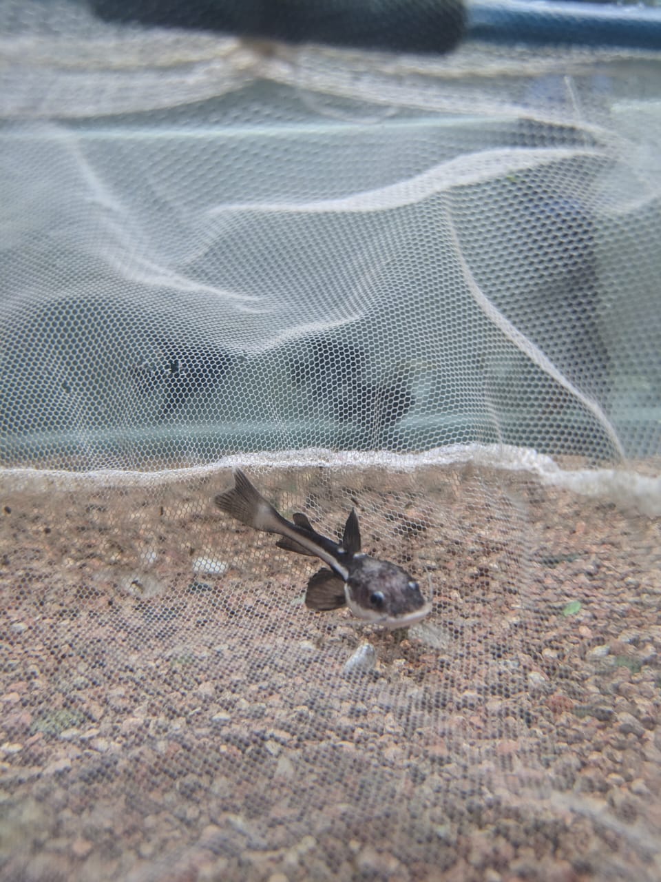 Redtail Catfish