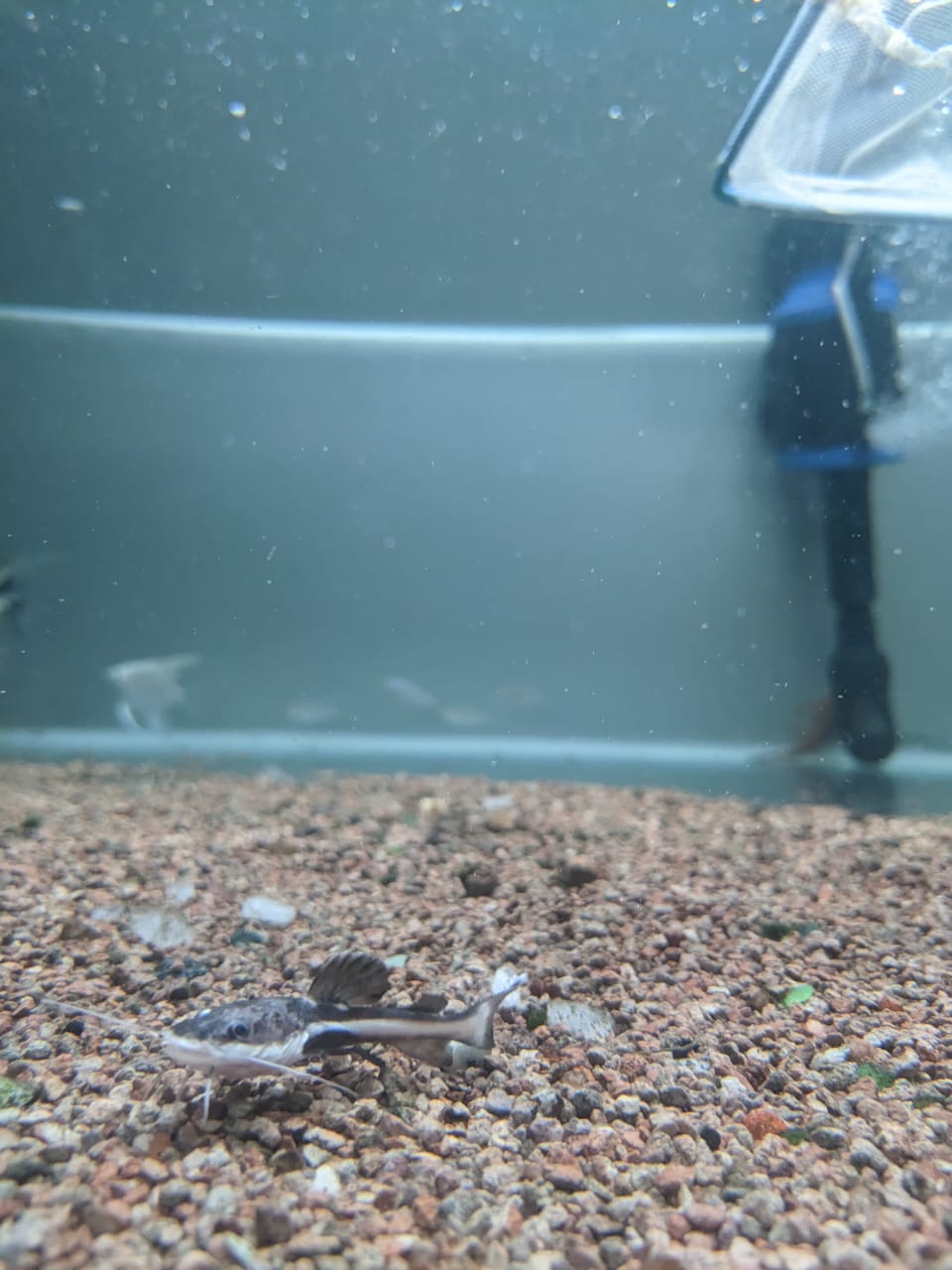 Redtail Catfish