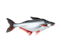 Pangasius Fin