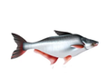 Pangasius Fin