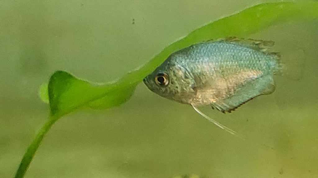 Neon Blue Gourami