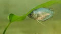 Neon Blue Gourami