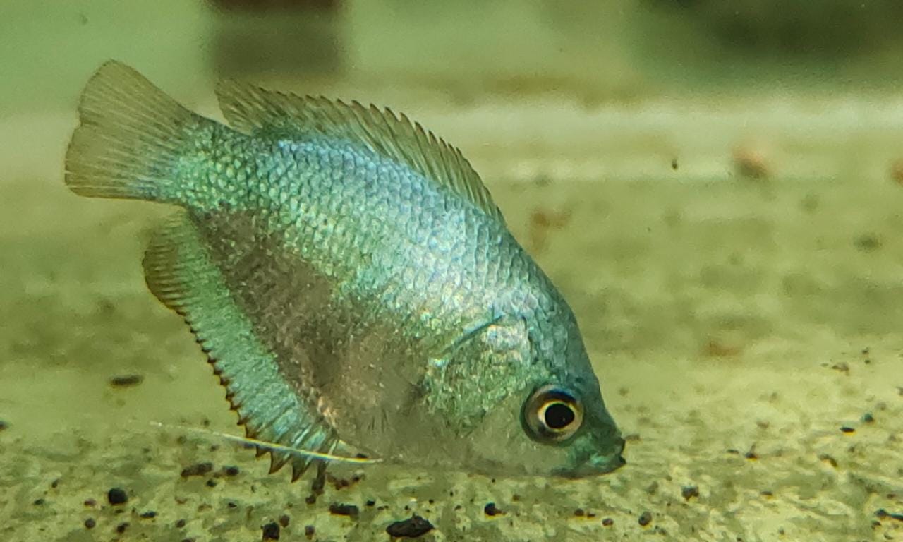 Neon Blue Gourami