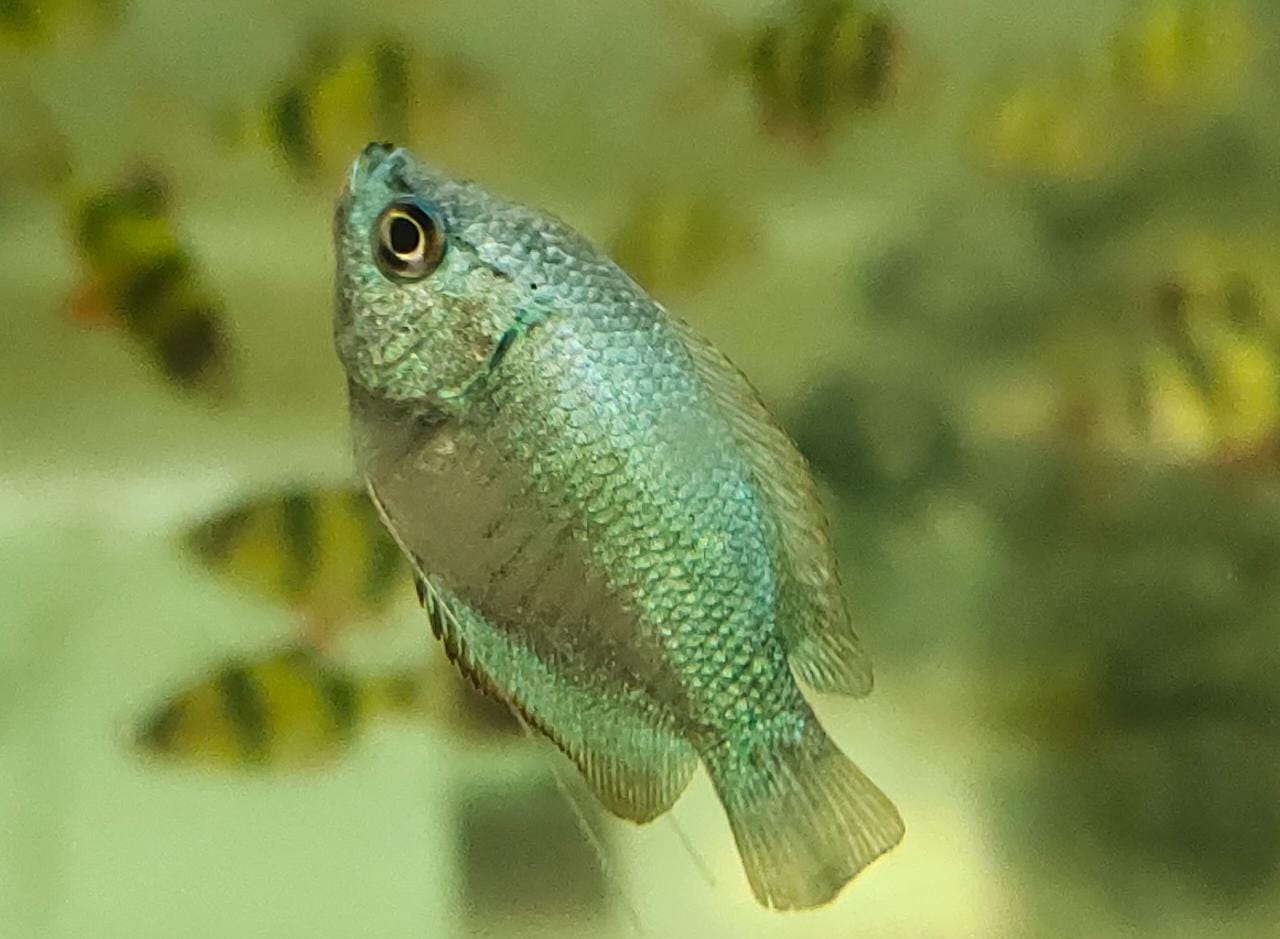 Neon Blue Gourami