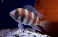 Red Frontosa