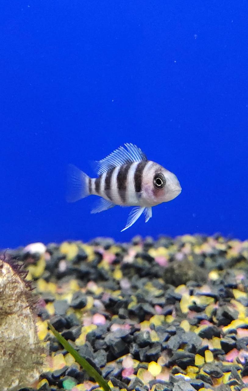 Zaire Blue Moba Frontosa