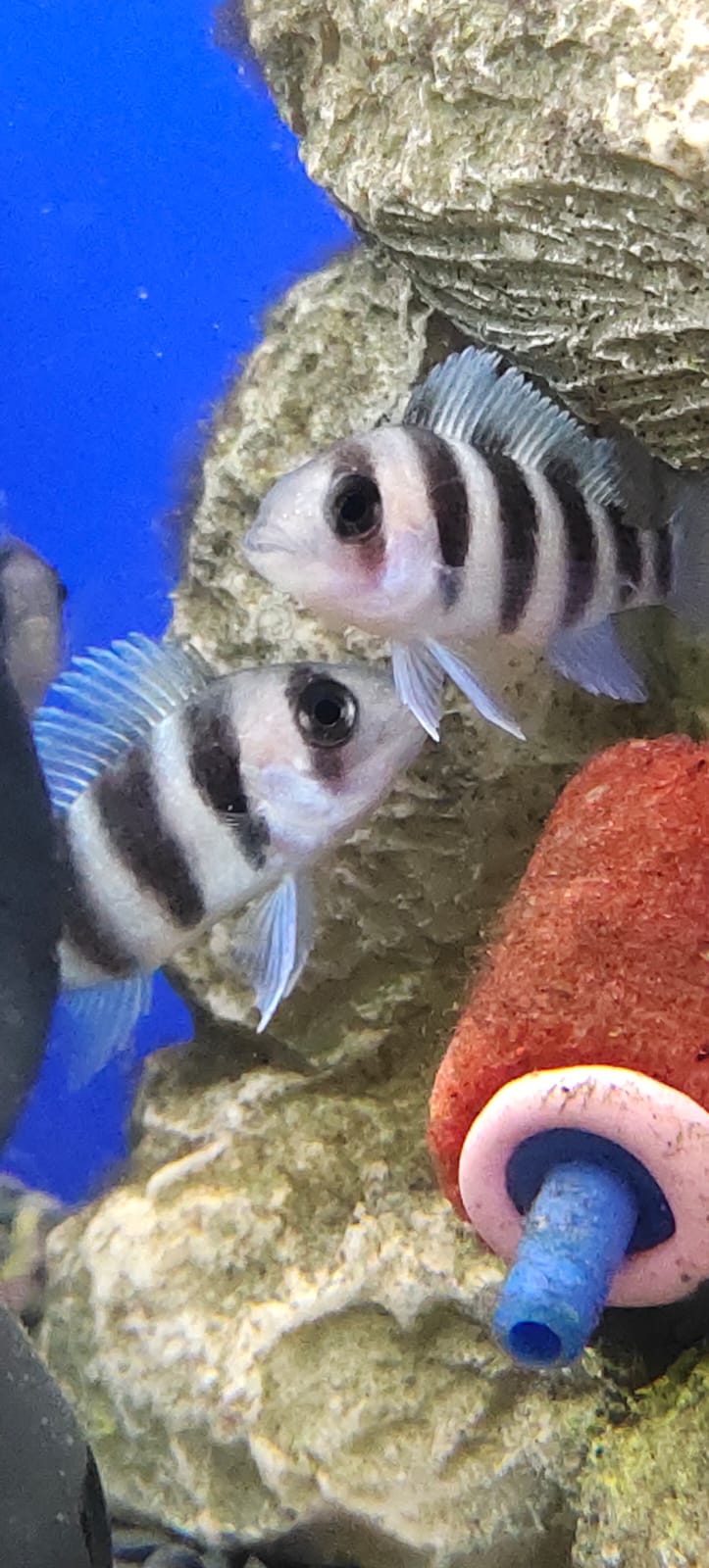 Zaire Blue Moba Frontosa