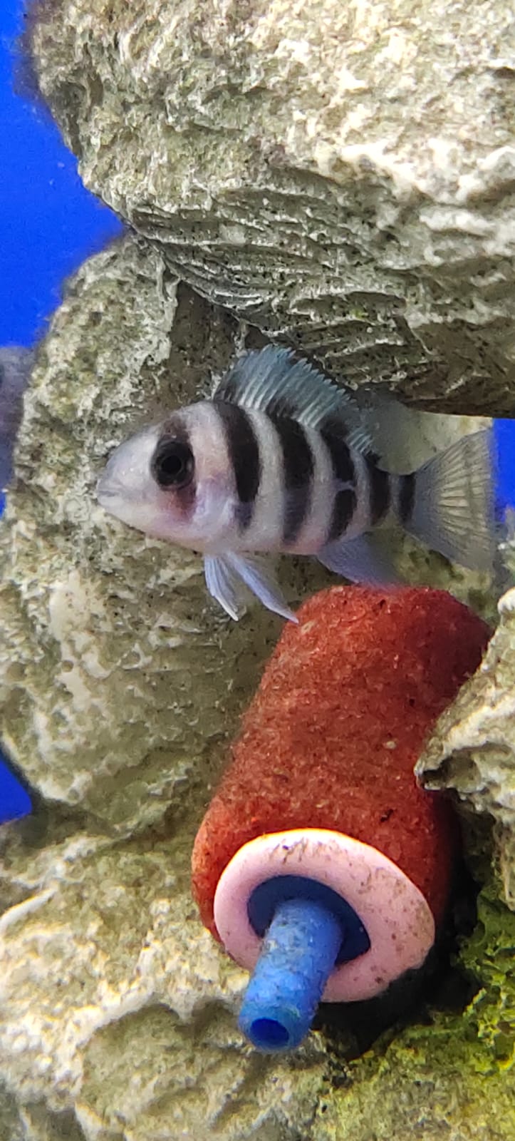 Zaire Blue Moba Frontosa