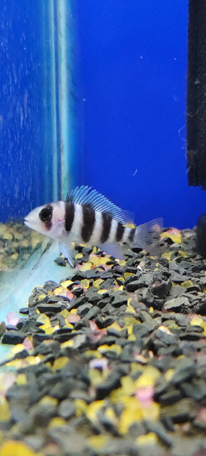 Zaire Blue Moba Frontosa