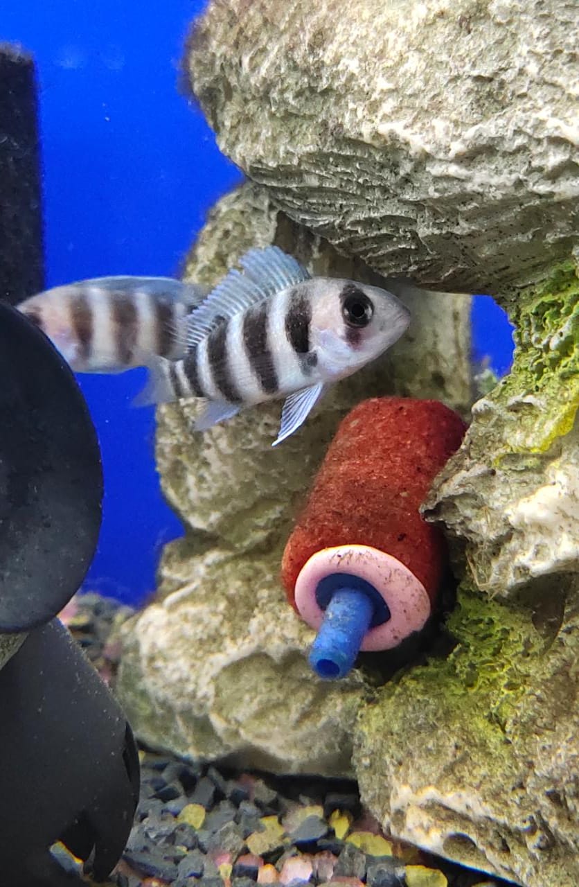 Zaire Blue Moba Frontosa