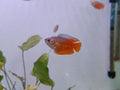 Honey gourami