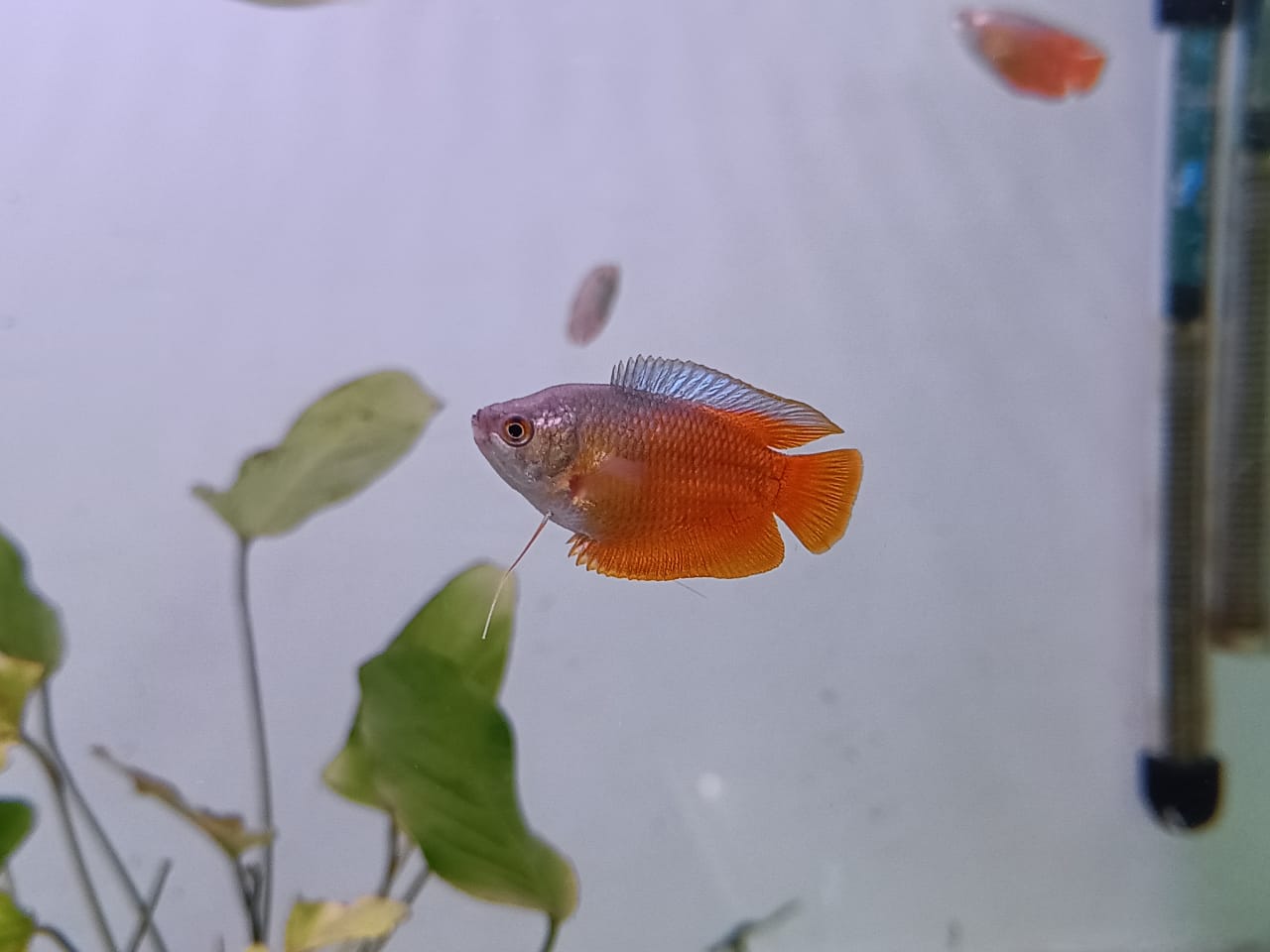 Honey gourami