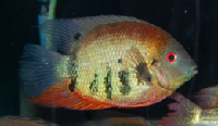 Green Rotkeil Severum