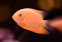 Albino Severum