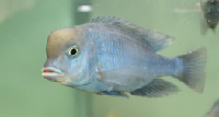 Freshwater Dolphin fish