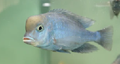 Freshwater Dolphin fish