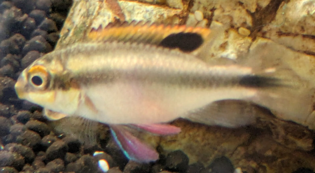 Kribensis