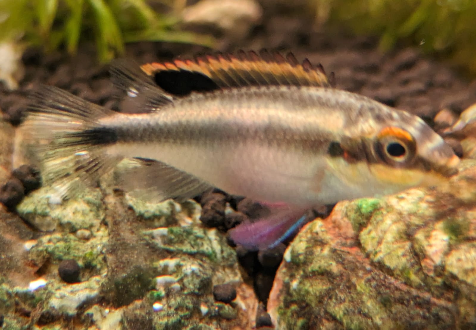 Kribensis