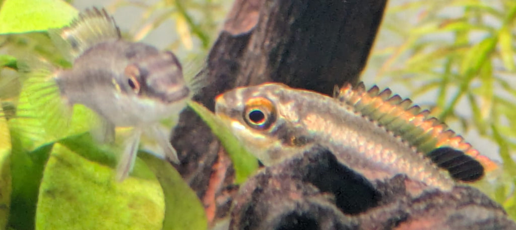 Kribensis