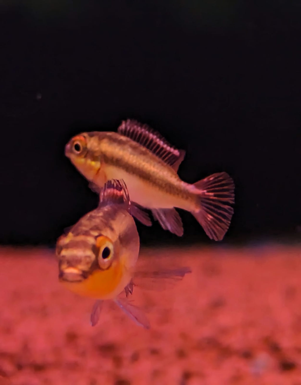 Kribensis small