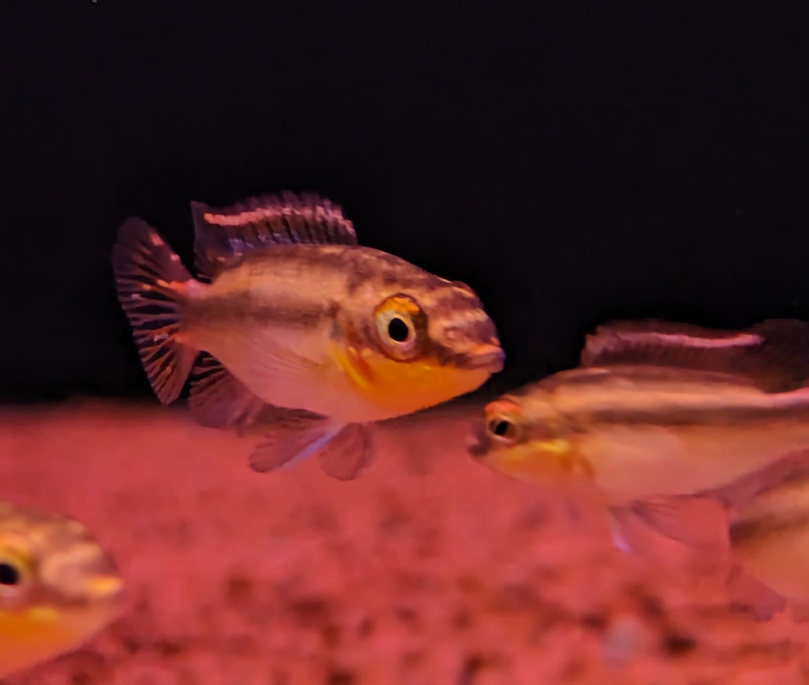 Kribensis small