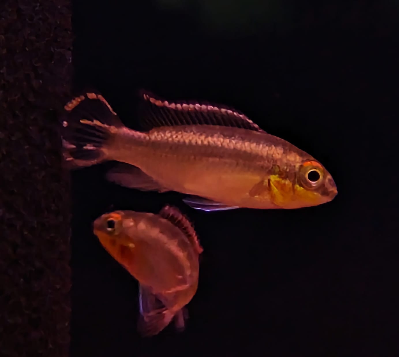Kribensis small