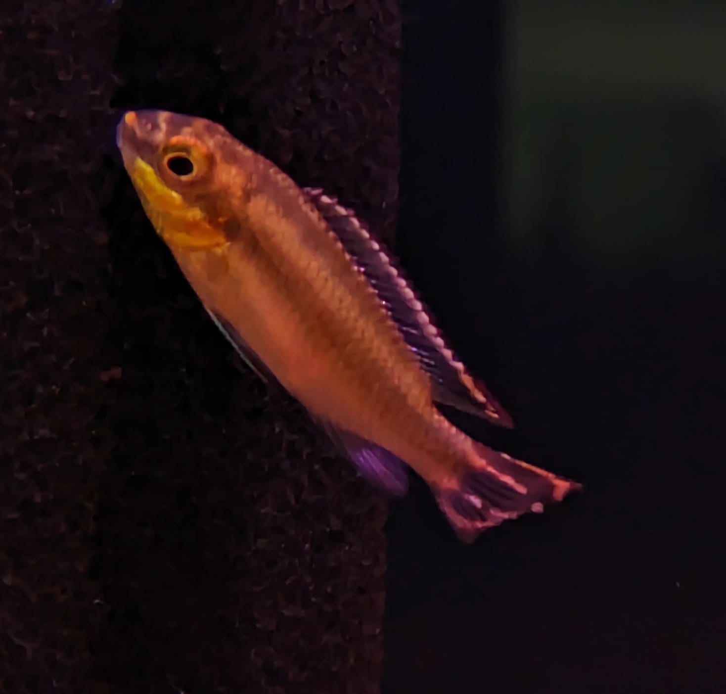 Kribensis small
