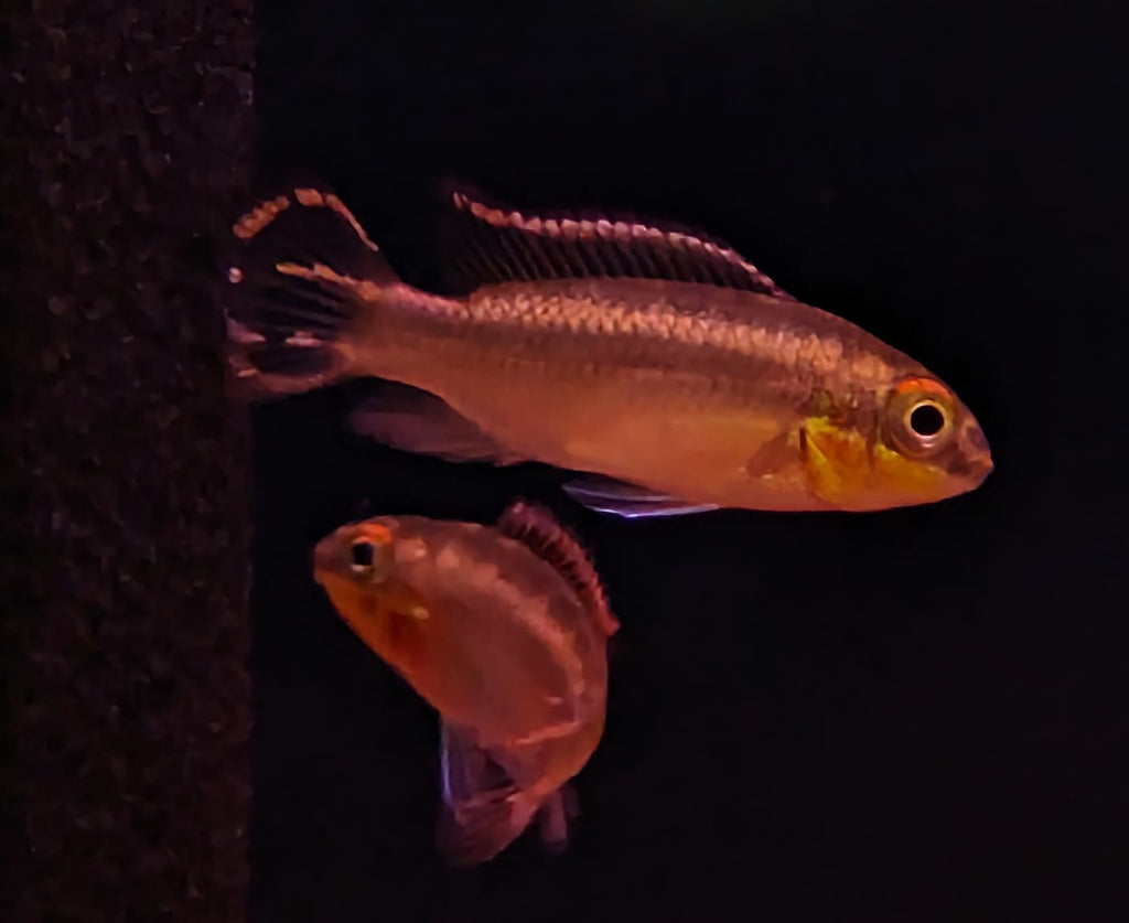 Kribensis small