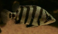 Silver Tiger Fish (Datnioides polota)