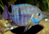 Sajica Cichlid