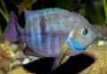 Sajica Cichlid