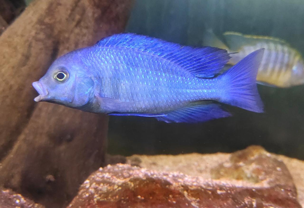Blue Dolphin Cichlid