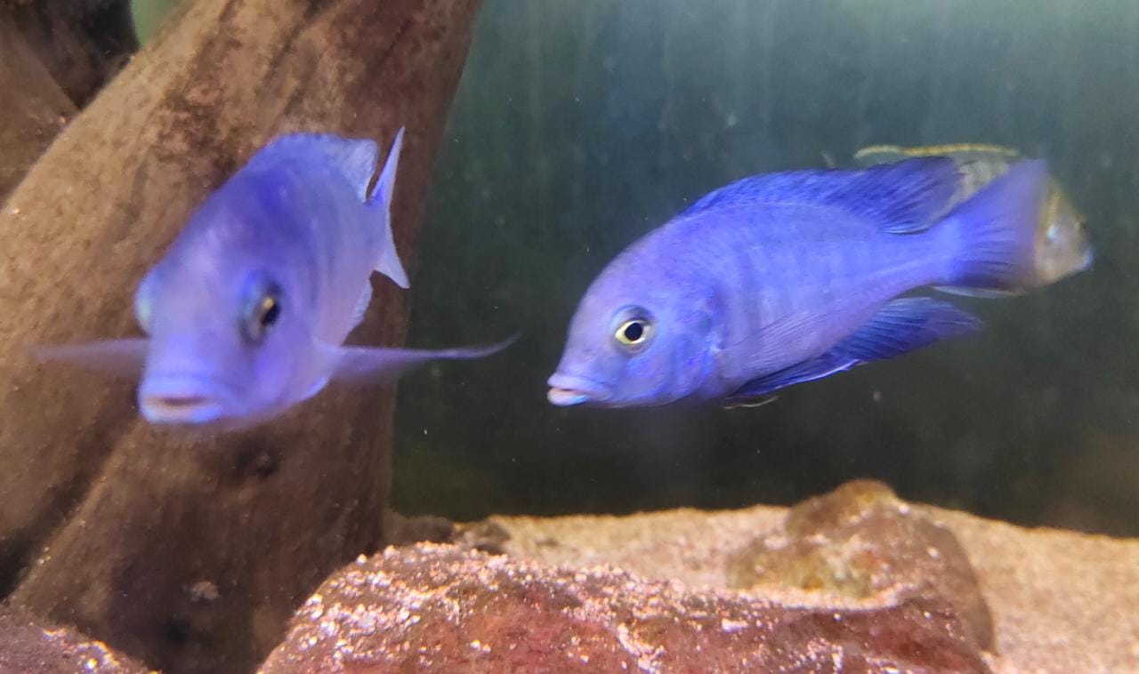 Blue Dolphin Cichlid