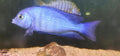 Blue Dolphin Cichlid
