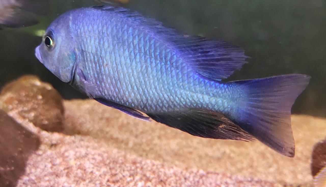 Blue Dolphin Cichlid