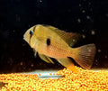 guianacara owroewefi