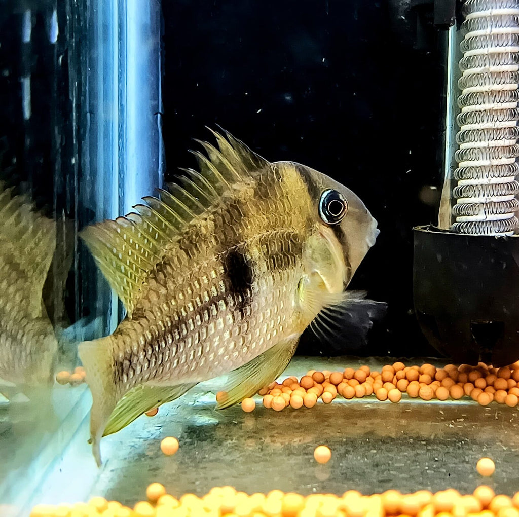 guianacara owroewefi