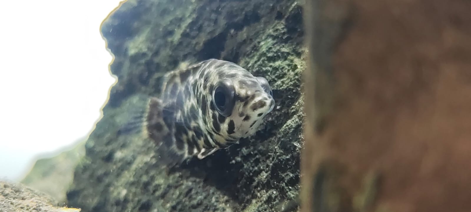 Leopard gourami