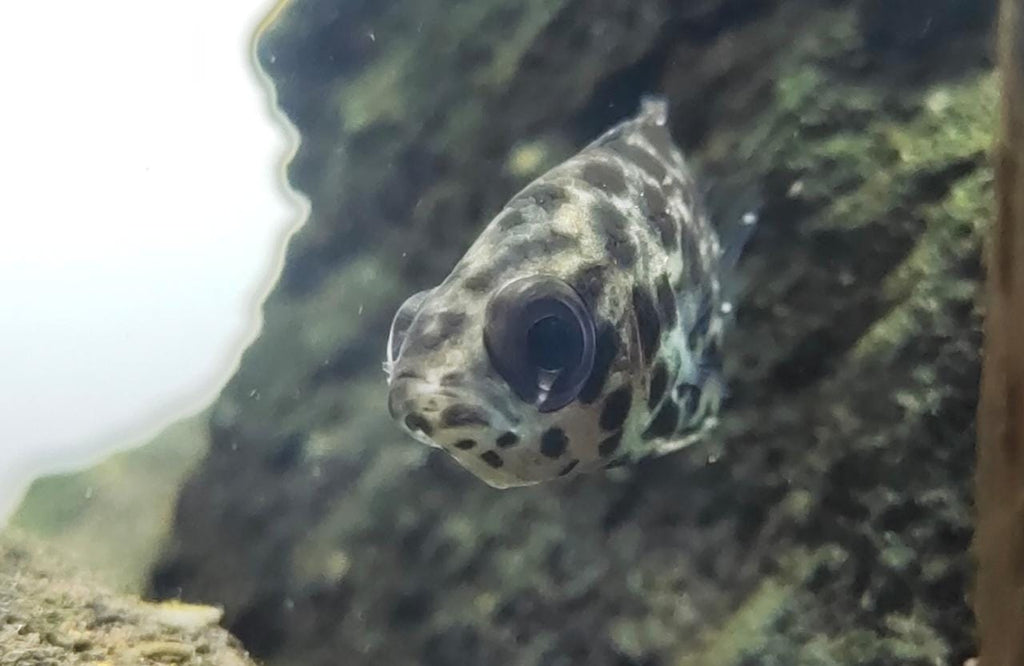 Leopard gourami