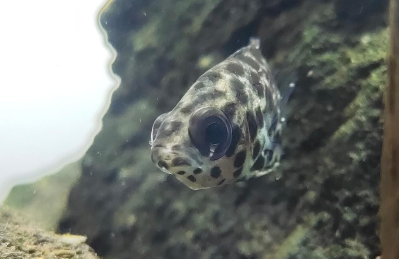 Leopard gourami